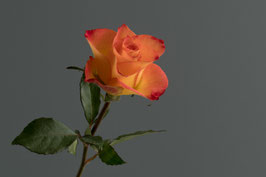 Rose orange  -  7230-G