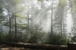 Stimmungsvoller Wald  -  04415-TTI