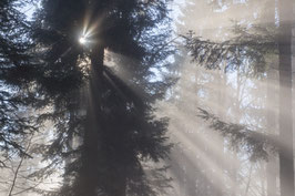 Sonnenstrahlen im Nebelwald   -  149059-TTI