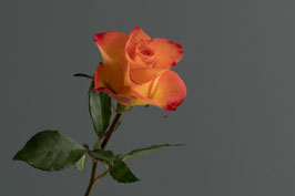 Rose   -   7230-G