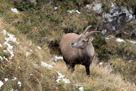 Steinwild auf dem Niederhorn   -   MSW4010