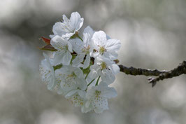 Doppelkarte B6 blütenweiss - Kirschblüten - DSC6238