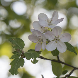 Doppelkarte quadratisch zartrosa /  Wilde Kirschblüten - MSW8712-G