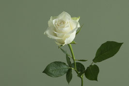 Rose  -  3417-G