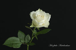 Rose   -   3435-TF