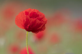 Mohn im Abendlicht  - 0728-G