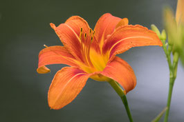 Feuerlilie  -  5588-G