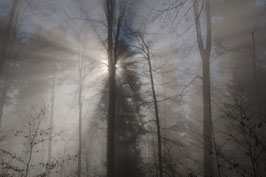 Mystischer Wald   -  149049-TTI