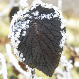 Doppelkarte quadratisch, Eisblatt / W-01-DW