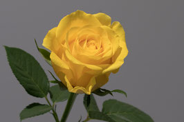 Rose gelb   -  5665-G