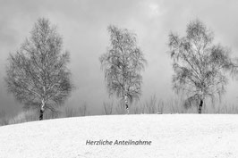 Birken  -  0741-TSW