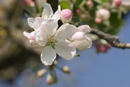 Apfelblüten - 4123206