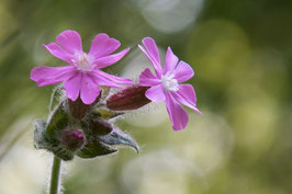 Rote Waldnelke - 8597