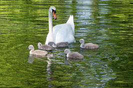 Schwanenfamilie   -   P5227338