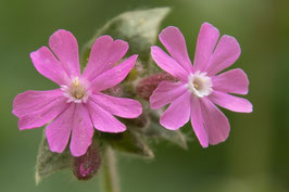 Rote Waldnelken - 8593