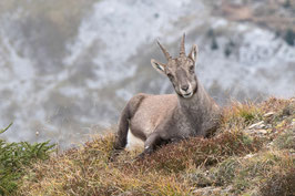 Steinwild auf dem Niederhorn   -  MSW4290