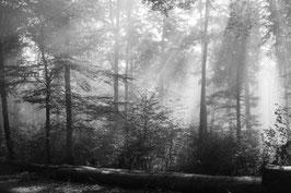 Stimmungsvoller Wald  -   04415-TSW