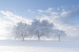 WGL04  - Winterliche Kirschbäume