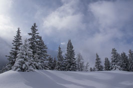 Doppelkarte B6 / weiss  - Winterwald I - P2284361-3