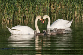 Schwanenfamilie   -   P5227566