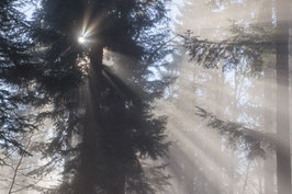 Sonnenstrahlen im Nebelwald  -  PA149059-TTI