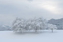 WGL03  - Kirschbäume im Winterkleid