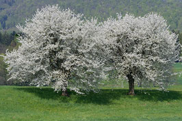 Doppelkarte B6 blütenweiss - Kirschbäume - DSC5952