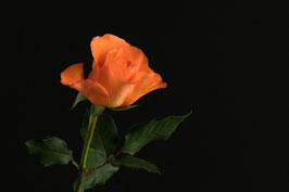 Rose  -  2949-G