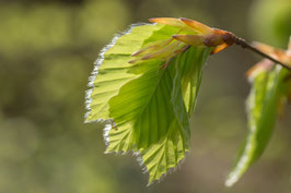 Buchenblätter - P4055894