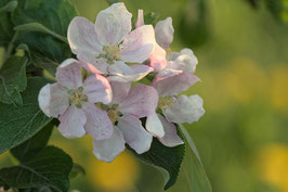 Apfelblüten - 6562-G