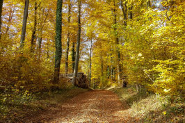Doppelkarte B6 braun - Herbstwald - 008