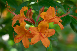 Azaleen - MSW9693