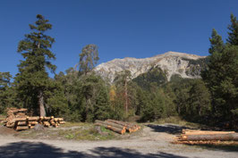 Doppelkarte B6 / blütenweiss - Wald bei St. Cassian - PA117308