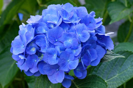 Hortensie - 7656