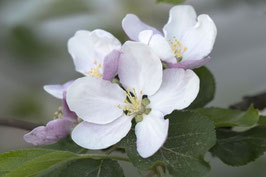 Apfelblüten - 8465