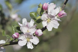 Apfelblüten - 8383