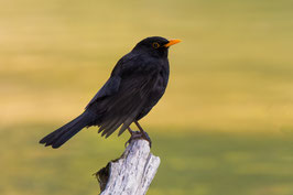 Amsel   -   MSW9937