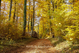 Herbstwald / 008-TF