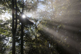 Doppelkarte B6 blütenweiss - Wald-Nebel-Sonne II - PA167918
