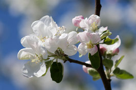 Doppelkarte B6 blütenweiss - Apfelblüten - DSC6409