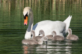 Schwanenfamilie   -   P5227414