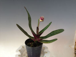 新入荷7　Paph. leucochilum 蕾