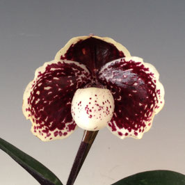 新入荷1　Paph. leucochilum '2018-287'