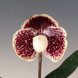 新入荷4　Paph. leucochilum '2018-290'