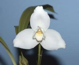 Lycaste virginalis fma. album 'Ufufu' GM/JOGA