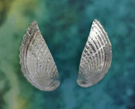 S 1 Heart Cockle Earring