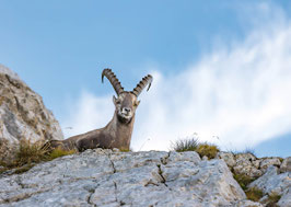 Postkarte Steinbock auf dem Lisengrat