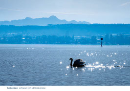 postkarte bodensee schwan vor säntiskulisse