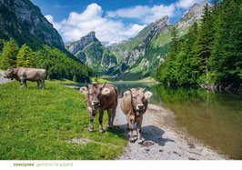 postkarte seealpsee gemütliche alpzeit