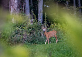grusskarte rehbock · stueleggwald